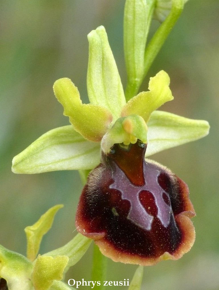 Grecia 23_25 aprile 2016  un fine settimana tra le orchidee.